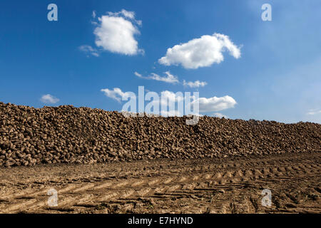 Sugar Beet harvest, pile heap on-field Czech Republic, Europe Stock Photo