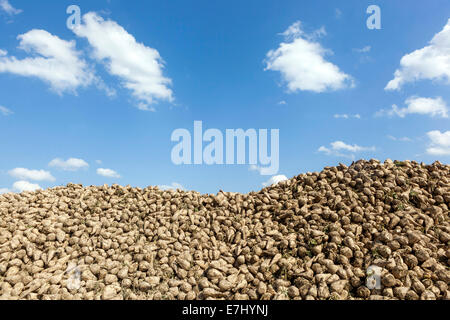 Pile, heap of Sugar Beet, Europe sugar beets pile Stock Photo