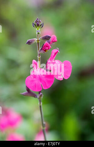 Salvia microphylla 'Cerro Potosi'. Small evergreen shrub growing in a flower border. Stock Photo