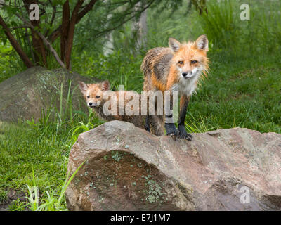 Red fox vixen and kit standing on a rock Stock Photo