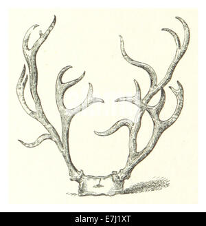 MACKINNON(1878) p150 FEMALE REINDEER HORNS (A EXTREMLY FINE PAIR) Stock Photo