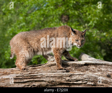 Bobcat watching its prey from atop a log Stock Photo