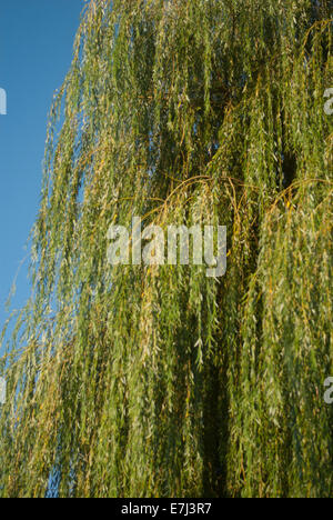 Weeping Willow Salix x sepulcralis Stock Photo