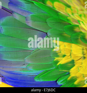 Beautiful background of Greenwinged Macaw feathers pattern, filter image Stock Photo