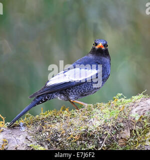 Beautiful black bird, male Grey-winged Blackbird (Turdus boulboul), standing on the log, face and side profile Stock Photo