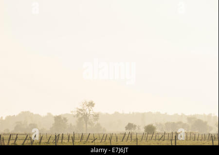 A solitary elm on a hazy summer morning stands in fenced fields behind distant fencerows and woods in southeastern Ontario. Stock Photo