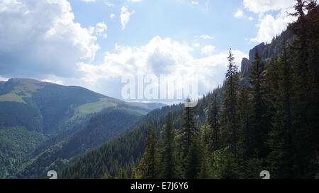 Coniferous forest, Est Europe, Carpathian mountains. Stock Photo