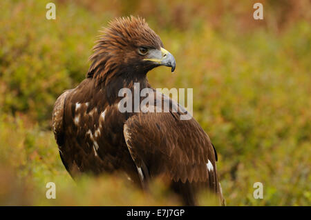 Golden Eagle, in the middle of autumn colored vegetation showing off his proud or angriness by putting up the crown of feathers Stock Photo