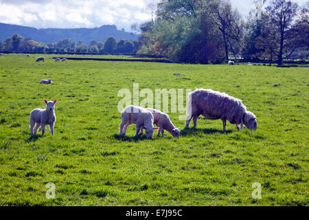 Border Cheviot ewe and her lambs grazing at Leintwardine (the Roman settlement of Bravonium) Herefordshire England  UK Stock Photo