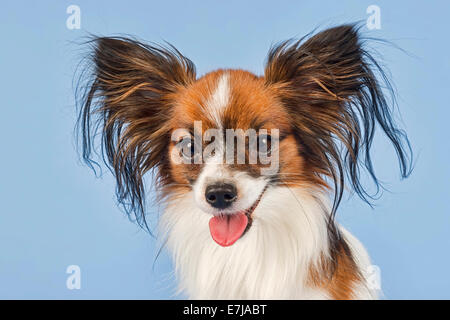 Papillon, male, 18 months, colour white sable Stock Photo