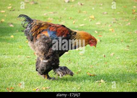Colorful Bantam Cockerel Stock Photo