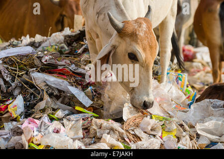 Cattle foraging in a heap of garbage, Bhavnagar, Gujarat, India Stock Photo