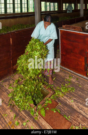 Woman dropping tea leaves into a hole for further processing, tea factory at Muruthagahamulla, Delpitiya, Central Province Stock Photo