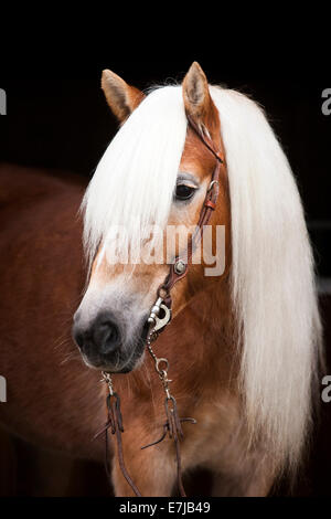 Tyrolean Haflinger with a western bridle, portrait, mare, blonde sorrel, North Tyrol, Austria Stock Photo