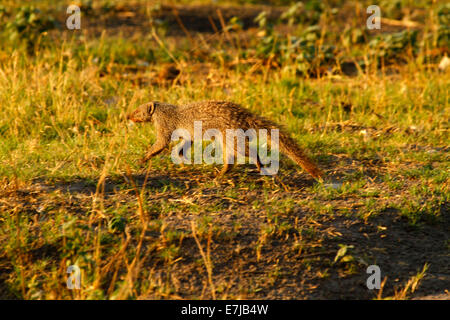 Yellow Mongoose in Botswana sometimes known as red meerkat. Diurnal wild animal carnivorous living in underground burrow system Stock Photo