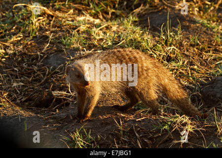 Yellow Mongoose in Botswana sometimes known as red meerkat. Diurnal wild animal carnivorous living in underground burrow system Stock Photo