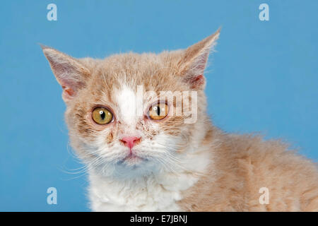 Selkirk Rex kitten, 10 weeks, color Lilac Mackerel Tabby White Stock Photo