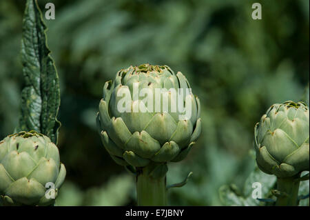Artichokes (Cynara cardunculus), Brittany, France Stock Photo