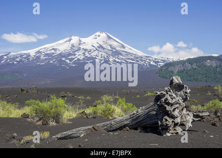 Dead tree and the volcano Llaima at the back, Conguillío National Park, Melipeuco, Araucanía Region, Chile Stock Photo