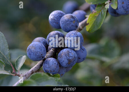 sloe, blackthorn, field briar, black thorn, Prunus spinosa, fruits, stone fruit, Germany, Europe, Stock Photo