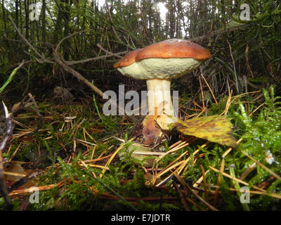 Mushrooms, Opisthokonta, Eukaryoten, fungus, edible mushrooms, forest mushrooms, bay bolete, Boletineae, Germany, Europe, Stock Photo