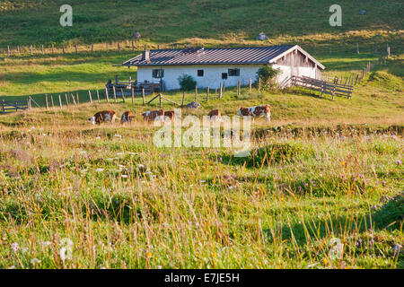 Germany, Europe, Bavaria, Upper Bavaria, Ruhpolding, Chiemgau, mountain, mountains, Alps, mountains, alp, Röthelmoos, Roethelmoo Stock Photo