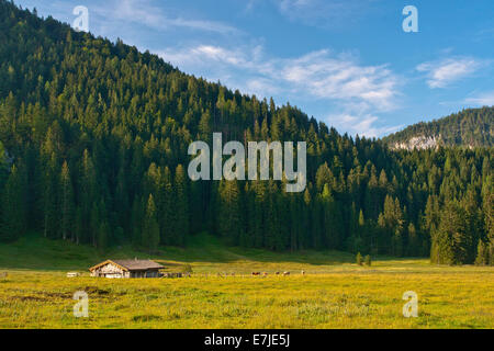 Germany, Europe, Bavaria, Upper Bavaria, Ruhpolding, Chiemgau, mountain, mountains, Alps, mountains, alp, Röthelmoos, Roethelmoo Stock Photo