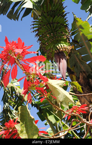 agriculture, banana, blossom, branch, bud, bunch, close-up, cultivate, edible, flower, food, fresh, fruit, green, group, growth, Stock Photo