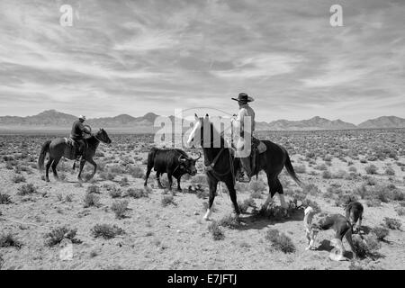 USA, United States, America, Nevada, cowboys, cowboy, bull, wrestling, horses, american west, western, lasso, lariat, work, work Stock Photo
