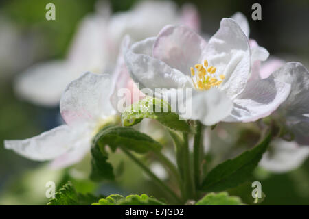 Agrarian, apple, apple tree, apple tree blossom, flourish, tree, blossom, flourish, flowerage, detail, spring, pomes, macro, Mal Stock Photo