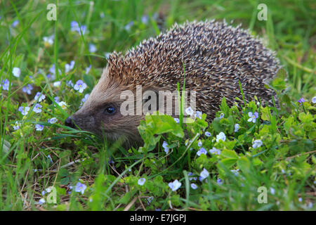 Flower, flowers, common hedgehog, Erinaceus europaeus, European hedgehog, spring, hedgehog, insectivore, Switzerland, stings, pr Stock Photo