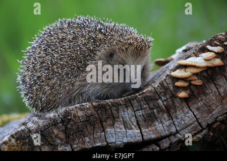 Tree stump, common hedgehog, Erinaceus europaeus, European hedgehog, wood, hedgehog, insectivore, Switzerland, stings, prickles, Stock Photo