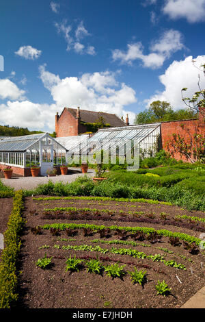 Young lettuce plants in the walled kitchen garden of Hampton Court Castle estate Herefordshire England UK Stock Photo