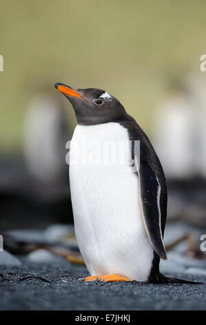 Gentoo Penguin (Pygoscelis papua) standing on a black sandy beach, sub-antarctic Macquarie island, Australia. Stock Photo