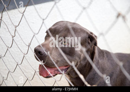 Black Dog Canne Corso Looking out From Behind the Wire Mesh Stock Photo