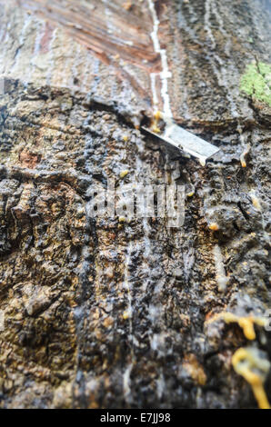 Latex being collected from an hevea tree in the Firestone Natural Rubber Company plantation in Liberia Stock Photo
