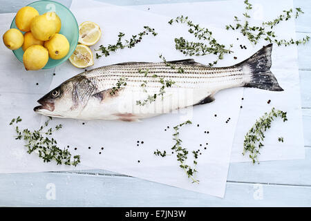 Freshly caught striped bass being prepared for dinner. Stock Photo