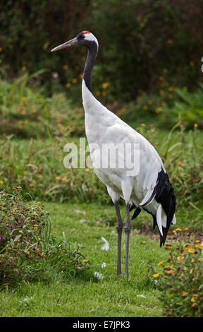 Red Crowned Crane (grus japonensis) Stock Photo