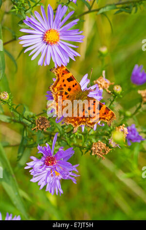 Comma butterfly feeding on wild asters Stock Photo