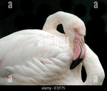 Greater Flamingo (Phoenicopterus roseus) is the most widespread species of the flamingo family. Stock Photo