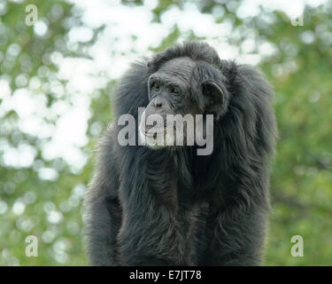 Common chimpanzee (Pan troglodytes), also known as the robust chimpanzee, is a species of great ape. Stock Photo