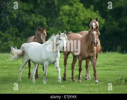 Domestic herd of various horse breeds Stock Photo