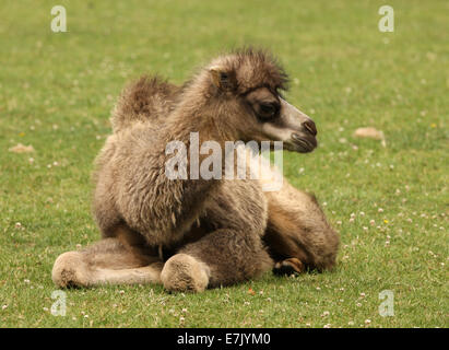 Close up of a young Bactrian Camel Stock Photo