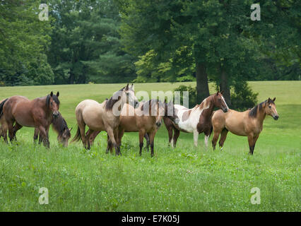 Domestic herd of various horse breeds Stock Photo