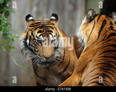 Close up of two fighting  Bengal Tigers Stock Photo