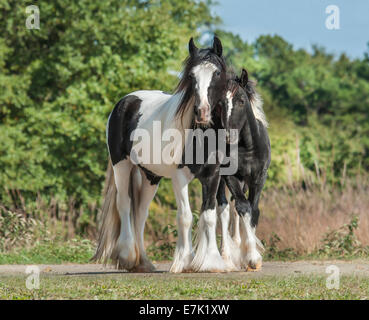 Gypsy Vanner Horse filly with weanling colt Stock Photo