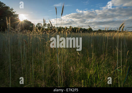 Characteristic wheat fields near the city of Winterswijk in Netherlands