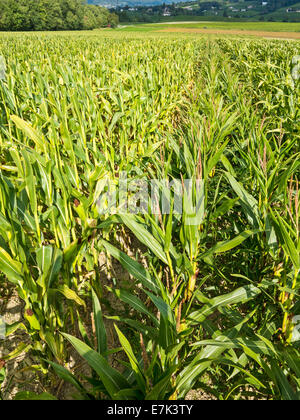 Seed maize production. To the left are the rows of seed-producing plants, to the right the ones with flowers left on for pollen. Stock Photo