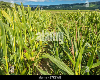 Seed maize production. To the left are the rows of seed-producing ...