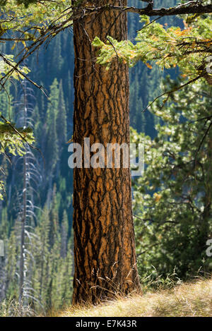 Ponderosa pine tree in Oregon's Wallowa Mountains. Stock Photo